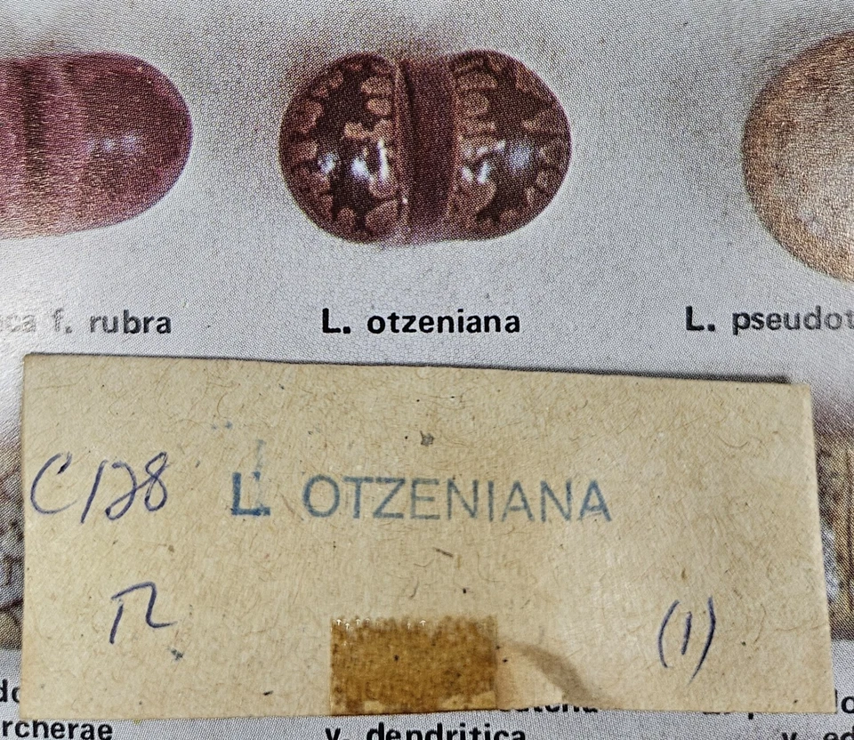 SEMILLAS MESEMBS LITHOPS OTZENIANA PIEDRAS VIVAS 1 VAINA DE SEMILLAS (ENTRE 150-250 SEMILLAS) Foto 1 de 1