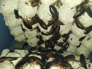 Dubai Roaches Adult Males - Picture 1 of 4