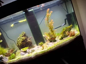 aquarium komplett mit unterschrank - Bild 1 von 1