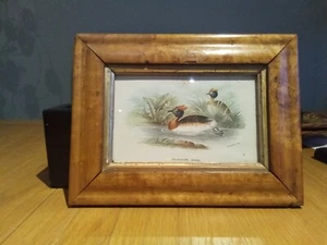 vintage framed print of a bird ( Sclavonian Grebe ) - Picture 1 of 1
