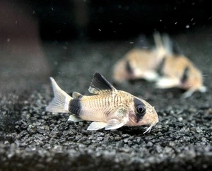 Panda Cory - Corydoras panda Catfish - Live Fish 4pc - Picture 1 of 1
