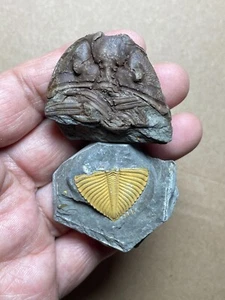 60g natural Silurian period Coronocephalus Trilobite specimen stone - Picture 1 of 18