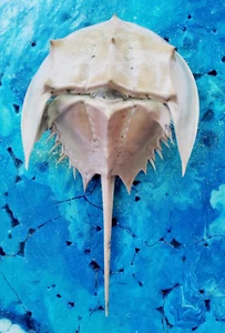 ATLANTIC FLORIDA OZEAN HUFEISEN KRABBE MUSCHEL HÄUTE STRAND NAUTIK MARINE EUC FREES - Bild 1 von 3