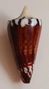 Sea Shell cono generalis 56,8 mm, gema, bonito cuerpo oscuro, perfecto - Imagen 1 de 6