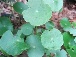 5 Pennywort Brasileño Comestible Agua Hiedra Viva Acuario Fácil Planta Hojas Redondas EE. UU. - Imagen 1 de 11