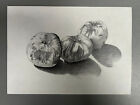 Original Still Life of Apples / A4 Pencil Drawing, Unframed