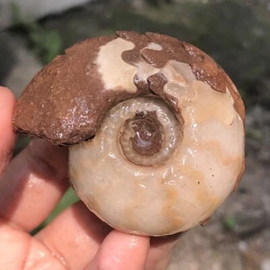 76Gr AMAZING WHOLE Permian AMMONITE Fossil calcite Mollusca Timor - Picture 1 of 11