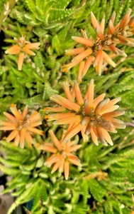 2Aloe Vera Barbadensis Medicinal Plant 4-8"Live Succulent Cactus Bareroot Orange - Picture 1 of 3