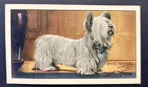 (A/144) Gallaher’s “DOGS” Cigarette Card (1936-1938) Card No 3 - Picture 1 of 2
