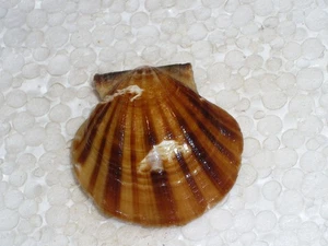 FLEXOPECTEN GLABER UNIQUE PATTERN - Picture 1 of 2