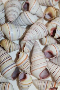 Einzigartige Muscheln zum Basteln Muttertagsgeschenk / Regenbogenfarben - SS-148 - Bild 1 von 12