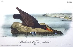 Audubon 1ª edición Octavo BACHMAN'S OYSTER CATCHER Birds of America 1840 original - Imagen 1 de 6