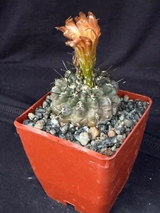 Neochilenia setosiflora, cactus plant - Picture 1 of 4