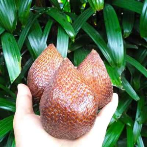 Snake Fruit 35+ Seedss (Salacca zalacca) var. Pondoh - Picture 1 of 6