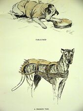 Cecil Aldin 1930 VET DOG HOSPITAL BROKEN TAIL PARALYSIS FOX TERRIER & BOARHOUND
