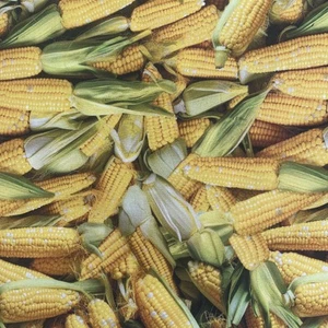100% Cotton Corn fabric By Windham - Picture 1 of 1