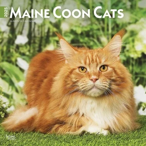 2025 Calendar Maine Coon Cats 16-Month Square Wall Browntrout BT77387 - Picture 1 of 4