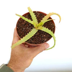 Aloe arborescens SLIGHTLY VARIEGATED B12 - Bild 1 von 2