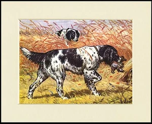 LARGE MUNSTERLANDER DOGS LOVELY DOG PRINT MOUNTED READY TO FRAME - Picture 1 of 1