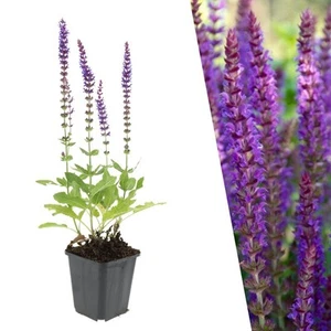 Salbei Pflanzen 24 Stück | Bodendecker Winterhart | Salvia nemorosa 'Ostfrieslan - Bild 1 von 7