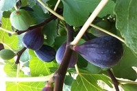 BEBERA PRETA - FIG ROOTED CUTTING - FROM PORTUGAL - (1) x Tree cutting