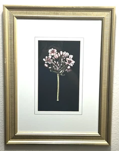 Stampa giclée vintage W. King Ambler fiori Thornton su cornice nera opaca P5887C - Foto 1 di 12