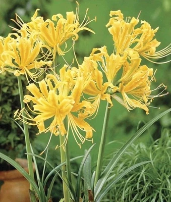 Yellow Spider Lily Bulbs Lycoris Aurea 6 medium OR 4 large ~ healthy and green - Image 1 of 2
