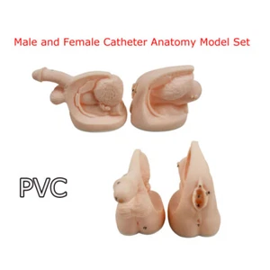 New Male Female Catheter Anatomy Model Set Education Teaching Display Study - Picture 1 of 7