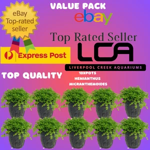 LCA 10x POTS Hemianthus micranthemoides Live Aquarium Plants Fertiliser Pond - Picture 1 of 4