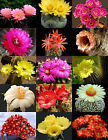 BLÜHENDE KAKTEENMISCHUNG!! seltene Gartenkakteen exotische Wüste Sukkulentensamen 50 Samen