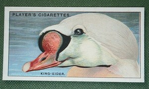 KING EIDER  DUCK   Vintage 1920's Bird Card  SC23M