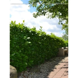Großblättriger Kirschlorbeer 120-140 cm. 5 Lorbeerkirschen. Immergrüne Hecke - Bild 1 von 3