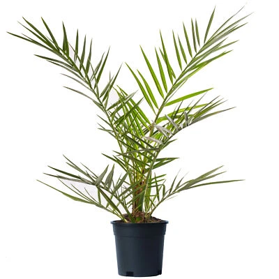 Phoenix Canariensis Tree Rare Canary Island Palm Outdoor Exotic Garden Plant - Image 1 of 4