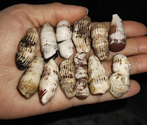 HC004, VENTA AL POR MAYOR 11 PIEZAS + 1 PIEZA GRATIS!! FÓSIL DE CORAL CUERNO DE TIMOR INDONESIA, 84GR - Imagen 1 de 4