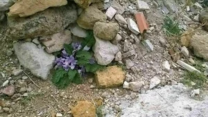 MANDRAGORA -MANDRAGOLA(disambiguation) plant of the witches,50 seeds + FREE GIFT - Picture 1 of 1