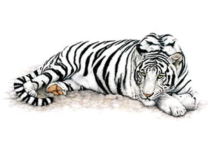 TRANSFER STAMPA PER MAGLIETTA T-SHIRT TIGRE BIANCA!! - Bild 1 von 1