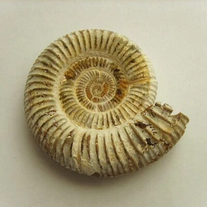 Kranaosphinctes sp. Ammonit aus dem Oberjura Oxfordium von Madagaskar - Bild 1 von 6