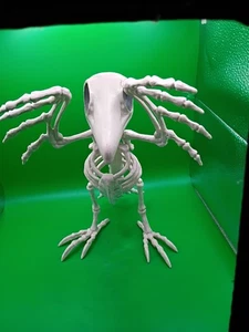 Raven Skeleton Approximately 12" X 10" - Picture 1 of 4