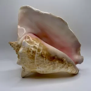 Conch Muschel 9"" x 7,5"" natürliche rosa Muschel Ozean Vintage keine Politur oder Glasur - Bild 1 von 9