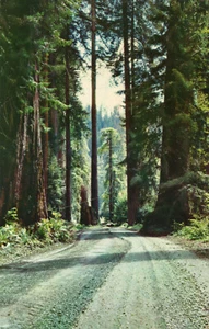 10091 Postcard: California Redwoods - Picture 1 of 2