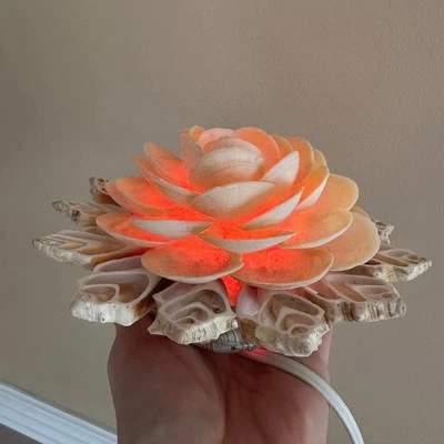 Винтажная лампа из натуральной морской ракушки цветок ночник раковина 6,5 дюйма ретро морская Mcm  - Изображение 1 из 4