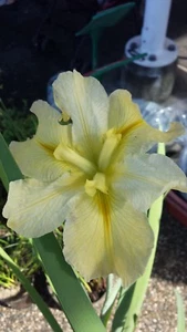 Water Iris 4x plants yellow - Picture 1 of 4