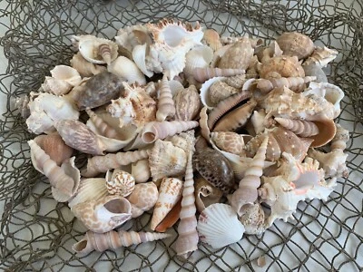 Large Beautiful Seashells Sea Shells Best Value & Price FREE Ship! US Seller! - Image 1 of 4