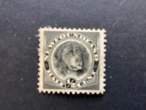 NEWFOUNDLAND 1894 1/2c Black Labrador Definitive SG59 hm (A379) - Picture 1 of 2