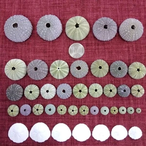 Set of 34 Sea Urchin Shells and 7 Octopus Pillows from Japan - Picture 1 of 17