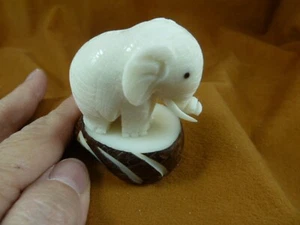 TNE-ELE-172b) circus PACHYDERM TAGUA NUT Figurine Vegetable elephas zoo favorite - Picture 1 of 2