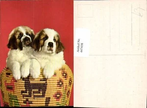 447438,Tiere Hunde Welpen Bernhardiner - Picture 1 of 1