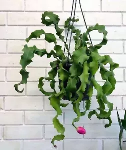 EPIPHYLLUM GUATEMALENSE MONSTROSE 'CURLY SUE' CUTTINGS CACTUS 39-6 - Picture 1 of 9