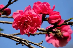 Crimson Cascade Weeping Flowering Peach Blossom Tree 4-5' Bareroot Trees Flowers - Picture 1 of 2