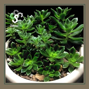 1 esqueje cutting taglio Corte🌱ECHEVERIA LETIZIA🌱Cactus succulent succulext - Imagen 1 de 2